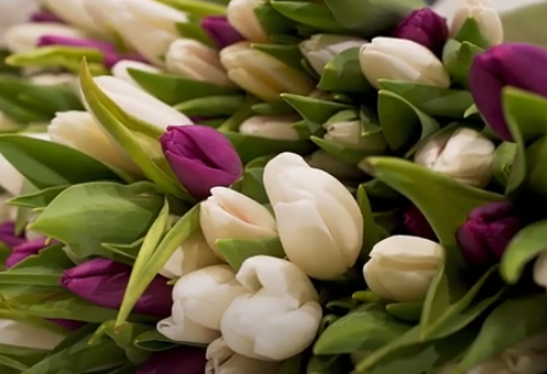 «Тюльпаны для мамы»