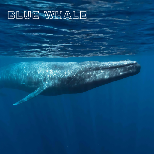 Save Whales